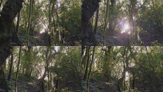 逆光森林原始森林高清在线视频素材下载