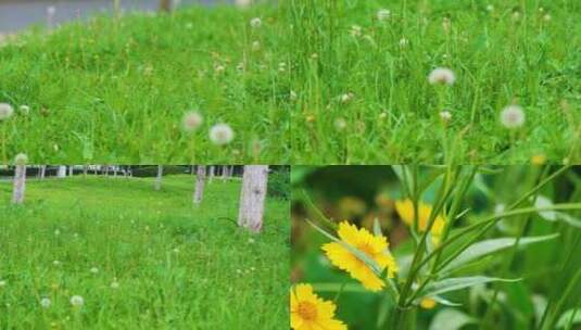 植物园公园户外野外植物小草青草花朵花丛蒲高清在线视频素材下载