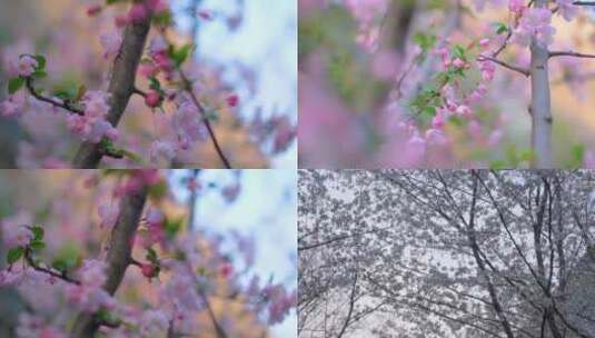 春天花朵樱花盛开植物风景视频素材高清在线视频素材下载