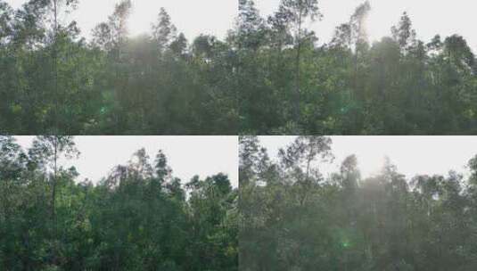 阳光下森林风吹树林大风吹树叶风吹丛林树枝高清在线视频素材下载