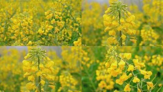 春天金黄色的油菜花花辫晶莹剔透的水珠特写高清在线视频素材下载