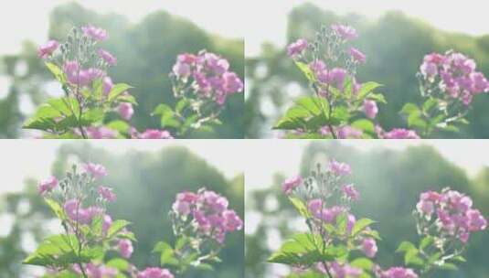 逆光明亮的蔷薇花治愈风景蜜蜂在花朵上飞舞高清在线视频素材下载