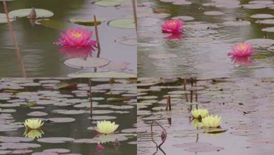 睡莲 荷花 莲花高清在线视频素材下载