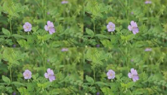 大兴安岭药用野生植物鼠掌老鹳草高清在线视频素材下载