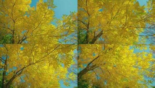 秋天穿行在金黄色的大树下高清在线视频素材下载