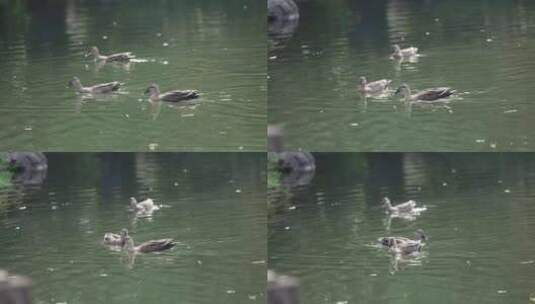 湖中野鸭 鸭子戏水高清在线视频素材下载