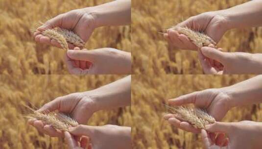 手握麦穗丰收的小麦高清在线视频素材下载