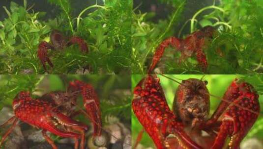 小龙虾 水下摄影 龙虾入水高清在线视频素材下载