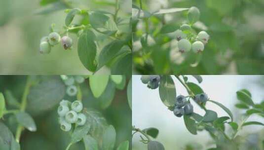 蓝莓 蓝莓种植 蓝莓树未成熟的果子水果种植高清在线视频素材下载