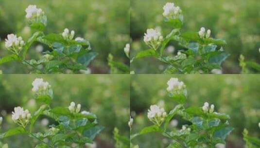 唯美茉莉花与茉莉花茶制作福州茉莉花种植园高清在线视频素材下载