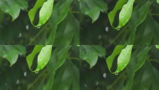 下雨天桂花树金桂八月桂花植物水滴升格高清在线视频素材下载