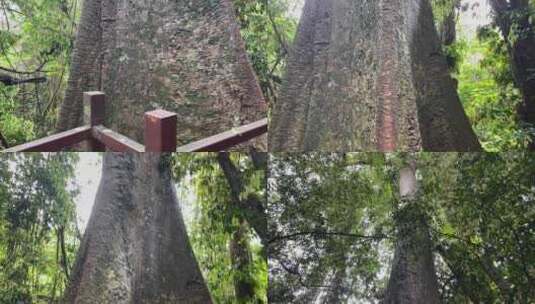 西双版纳热带植物园热带雨林里的参天大树高清在线视频素材下载