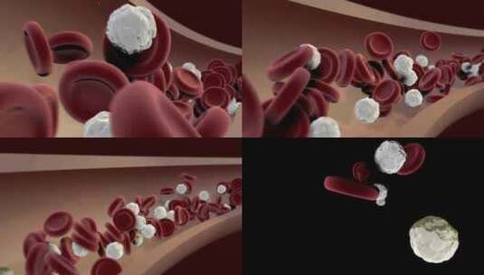 带有Alpha通道的血细胞流动回路高清在线视频素材下载