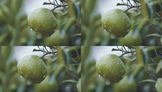 雨后青桔表皮水珠高清在线视频素材下载