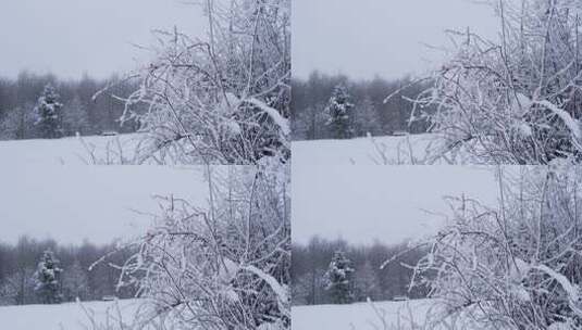 冬季雪景风景风光美景梦幻唯美高清在线视频素材下载