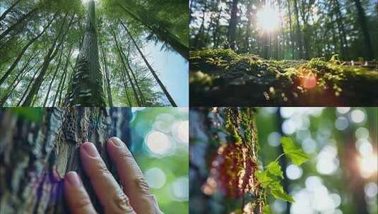 森林清晨树林阳光大自然生态植物树叶风景风高清在线视频素材下载