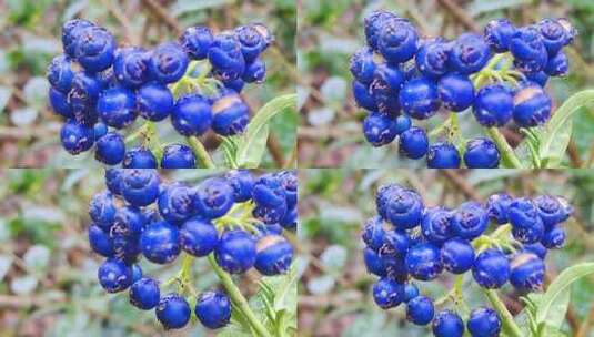 植物果实宝石蓝蓝色浆果蓝色高清在线视频素材下载