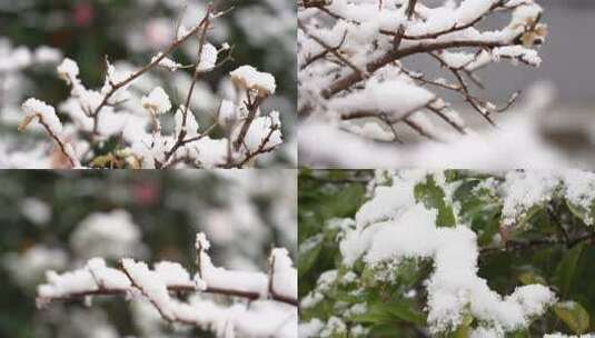 下雪冬天树枝高清在线视频素材下载