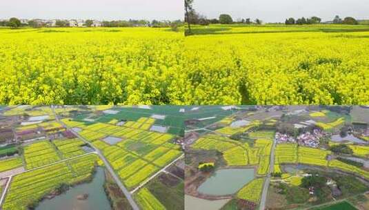 金黄油菜花田盛开，春日田园风光无限高清在线视频素材下载