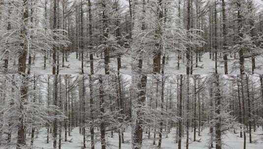 被雪覆盖的树林景观高清在线视频素材下载