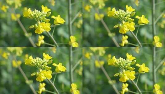 春天的油菜花高清在线视频素材下载