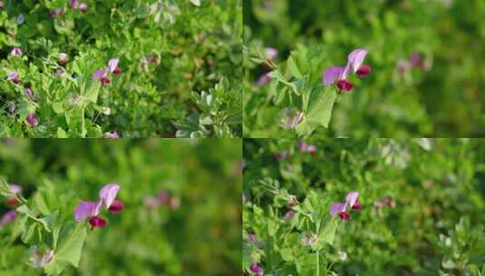 相机高清摄农村菜田豌豆花开高清在线视频素材下载
