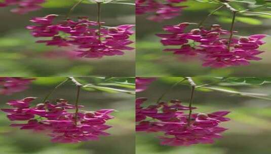 春天盛开的紫色洋槐花特写高清在线视频素材下载