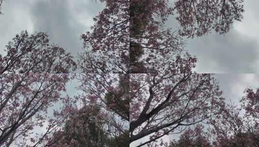 樱花林空镜头 唯美天空高清在线视频素材下载