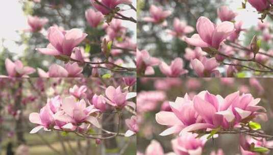 盛开的粉色玉兰花-4K-多分镜高清在线视频素材下载