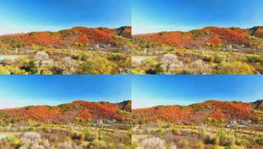 航拍色彩缤纷的辽宁千山秋景高清在线视频素材下载