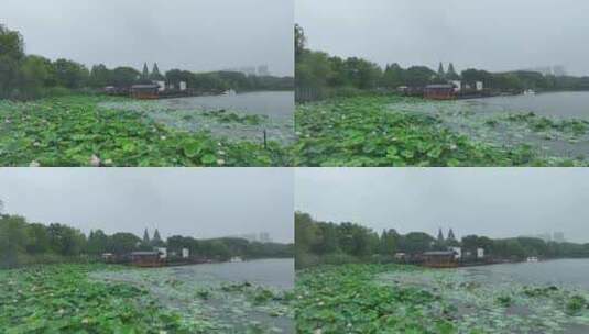 夏天唯美雨季荷花荷叶航拍高清在线视频素材下载