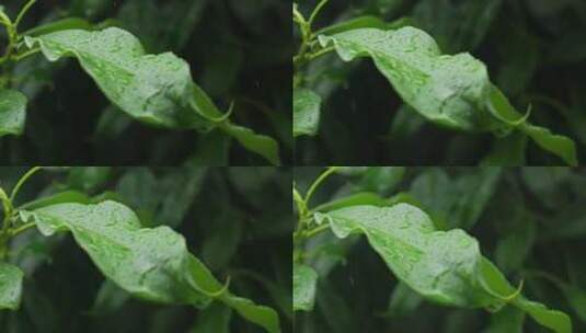 下雨天桂花树金桂八月桂花植物水滴升格高清在线视频素材下载