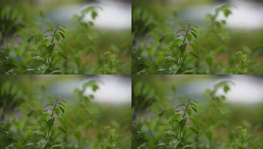 雨落在植物叶子上高清在线视频素材下载