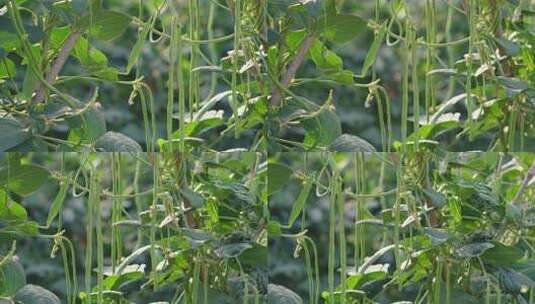 菜园里种植的豇豆长豆角高清在线视频素材下载