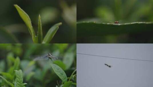 小甲虫 嫩芽水滴 细雨特写 唯美绿植高清在线视频素材下载