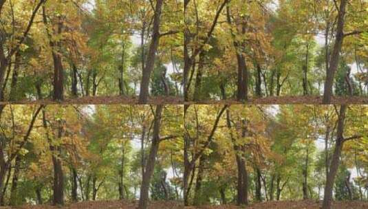 秋天的树木和落叶高清在线视频素材下载