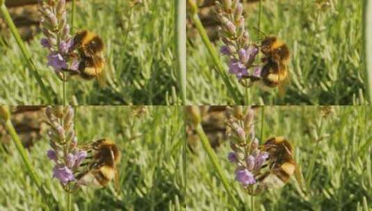 3740_蜜蜂的详细镜头高清在线视频素材下载
