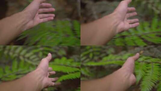 手抓蕨类植物高清在线视频素材下载