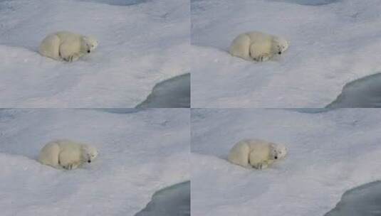 冰川上的北极熊幼崽高清在线视频素材下载