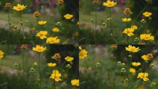 草丛里的花儿高清在线视频素材下载