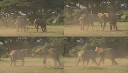 大象在非洲平原上互相争斗高清在线视频素材下载