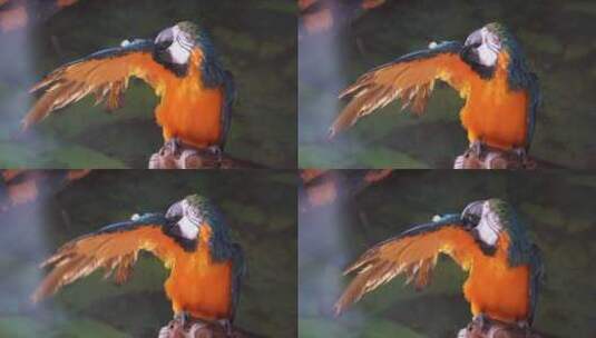彩色的羽毛鹦鹉展开翅膀保护动物高清在线视频素材下载