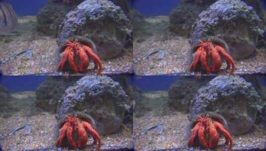 水族馆里的龙虾高清在线视频素材下载
