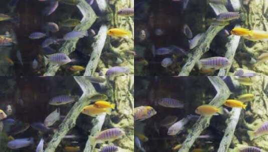 水族馆里游动的小鱼 高清在线视频素材下载