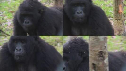 大猩猩在雨林中吃桉树皮高清在线视频素材下载