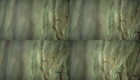 树皮的宏观拍摄高清在线视频素材下载