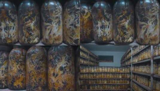 农村种植菌种培育瓶装出售菌种高清在线视频素材下载