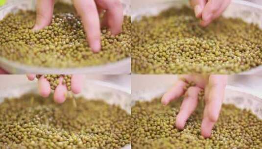 清洗绿豆挑选绿豆高清在线视频素材下载