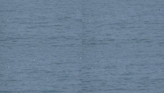 海上漂浮在海面休息的海鸥60帧高清在线视频素材下载