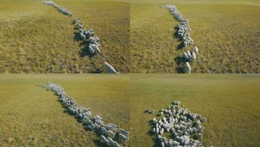 内蒙古草原绵羊群大远景高清在线视频素材下载